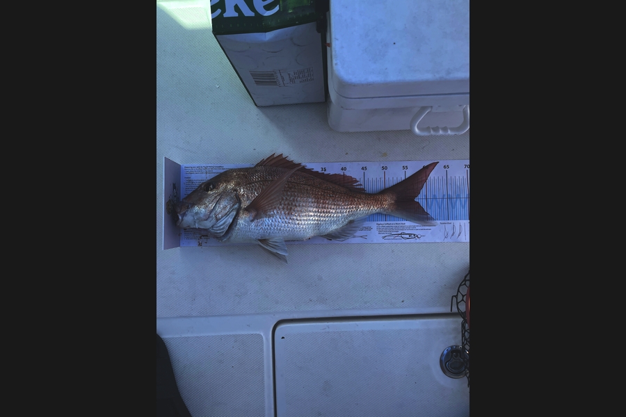 Joe Pope caught this 57.5cm Snapper at Barrier during The Export NZ Fishing Competition