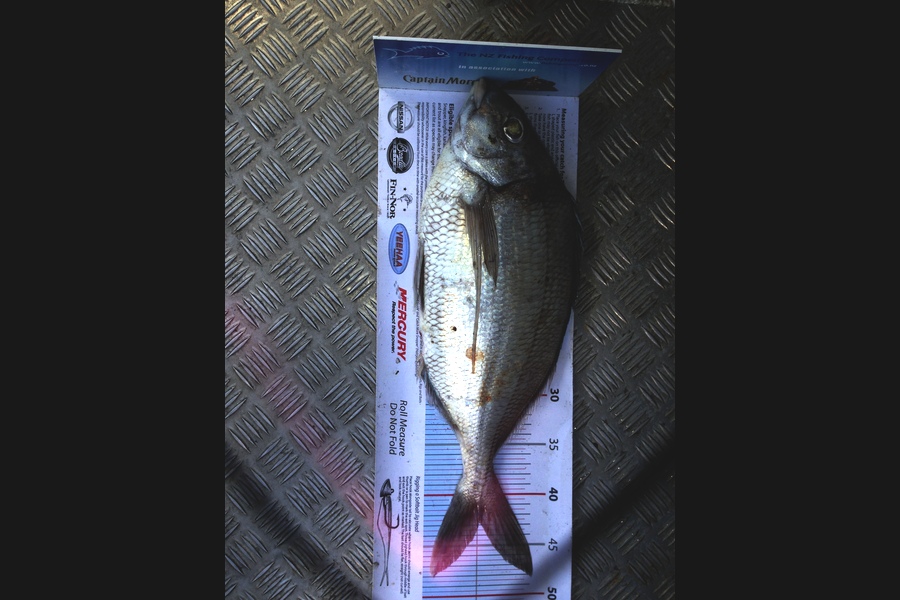 Mike Foothead caught this 42.5cm Tarakihi at Kapiti during The Export NZ Fishing Competition