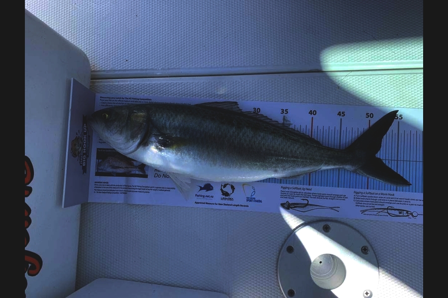 Matt Sawell caught this 51.0cm Kahawai at Hauraki gulf  during The Export NZ Fishing Competition