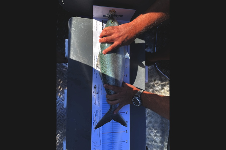 Mike Church caught this 53.5cm Kahawai at Army Bay during The Export NZ Fishing Competition