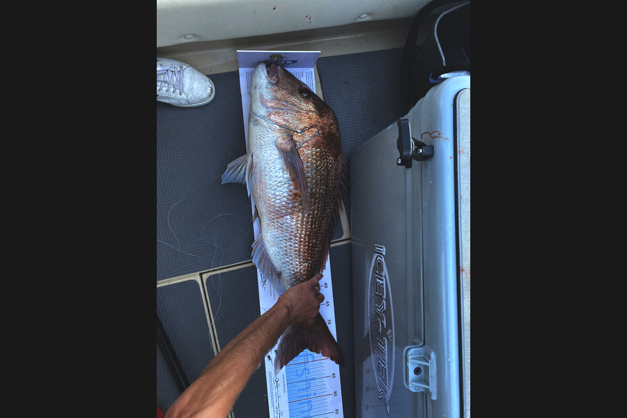 Matt Vitali caught this 76.5cm Snapper at Great barrier during The Export NZ Fishing Competition