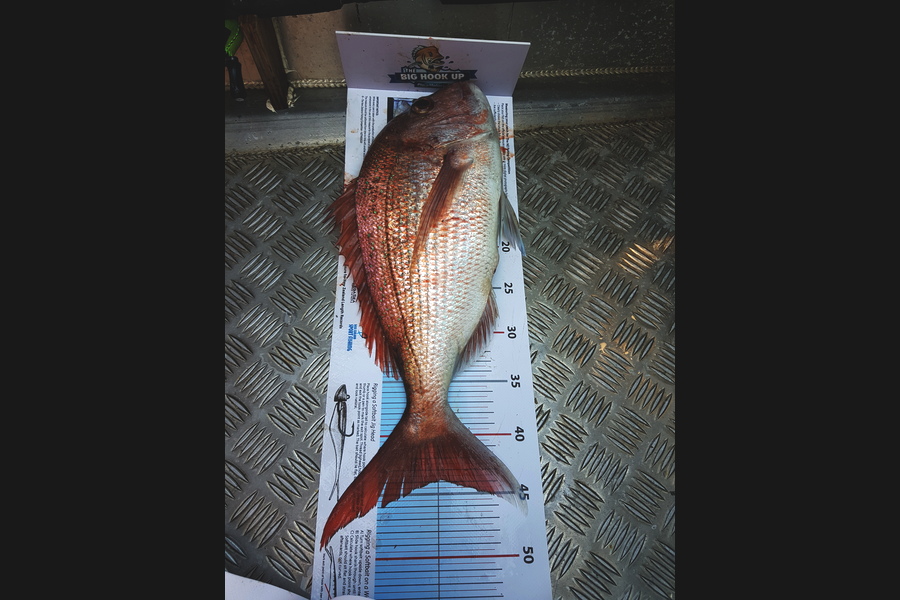 Dale Bainbridge caught this 44.0cm Snapper at Auckland during The Export NZ Fishing Competition