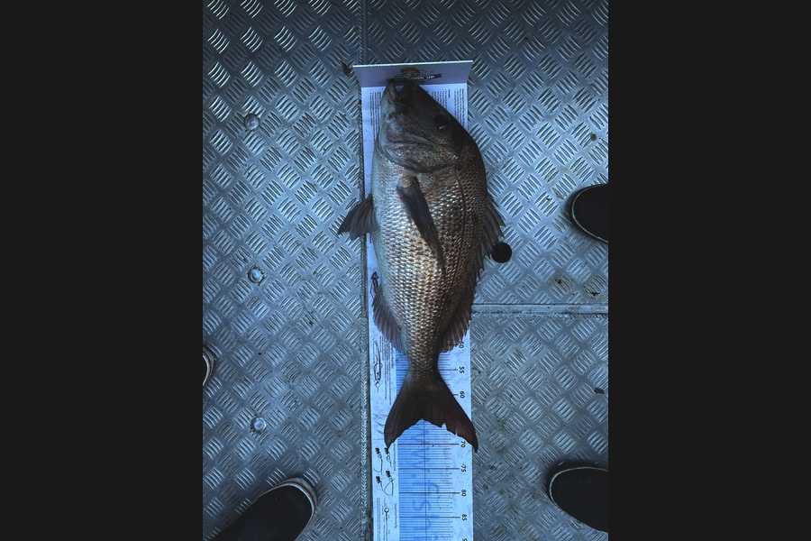 Dean Bateman caught this 65.0cm Snapper at Barrior during The Export NZ Fishing Competition