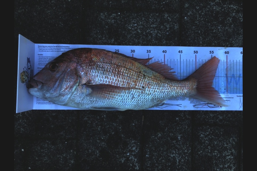 Peter Pierzewski caught this 55.0cm Snapper at Little barrier during The Export NZ Fishing Competition