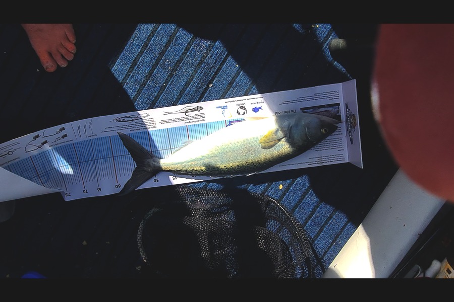 James Hall caught this 53.0cm Kahawai at Corro muscle farm during The Export NZ Fishing Competition