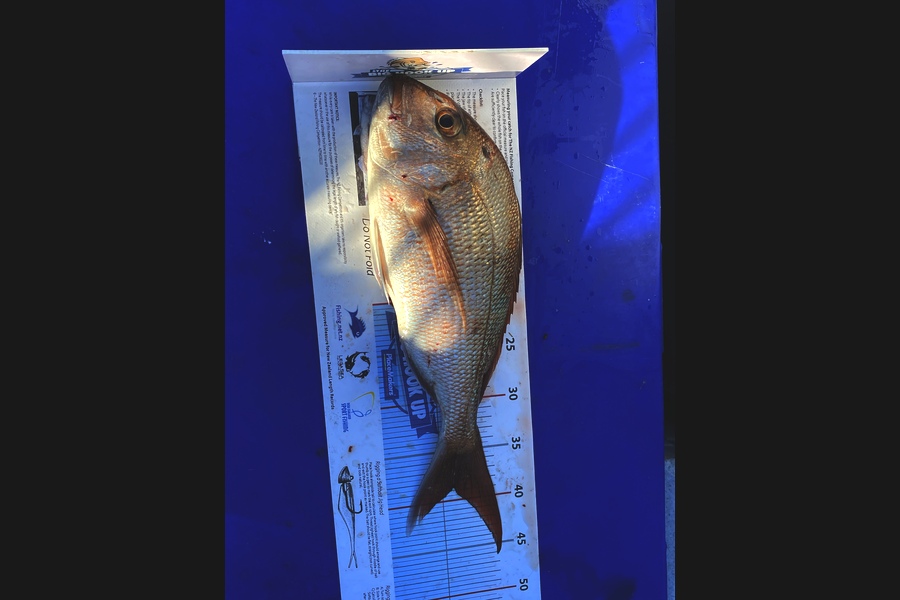 Owen Strawbridge caught this 39.0cm Snapper at Noises  during The Export NZ Fishing Competition