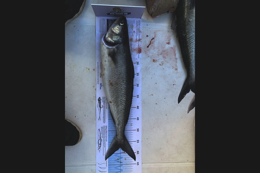 Lanal Diedrichs caught this 57.5cm Kahawai at Flat rock  during The Export NZ Fishing Competition