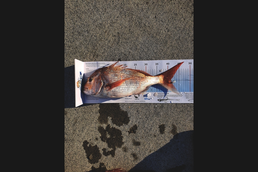 Albert Van Eden caught this 41.5cm Snapper at Coromandel during The Export NZ Fishing Competition