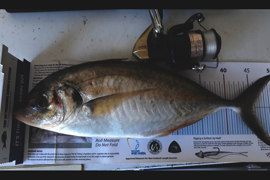 Jim Collins caught this 45.0cm Trevally at Welly harbour during The Export NZ Fishing Competition