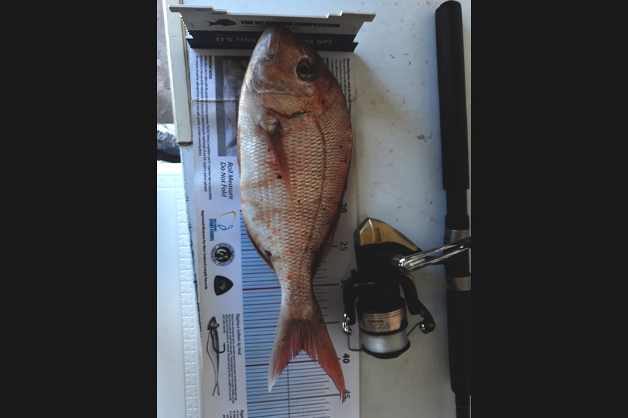 Jim Collins caught this 38.0cm Snapper at Welly harbour during The Export NZ Fishing Competition