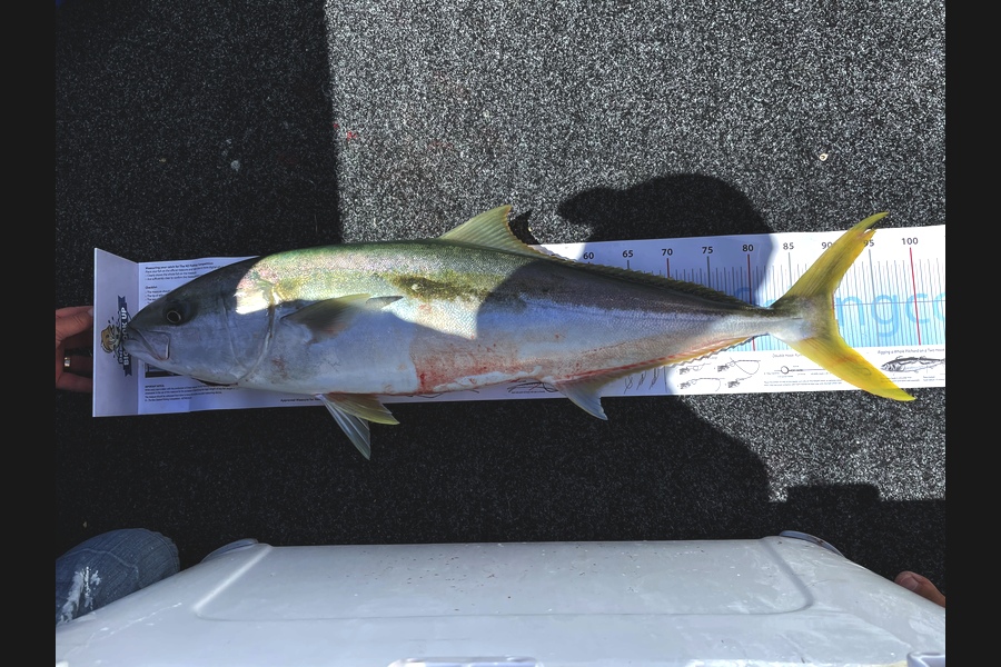 Luke Speight caught this 91cm Kingfish at Great Barrier  during The Export NZ Fishing Competition