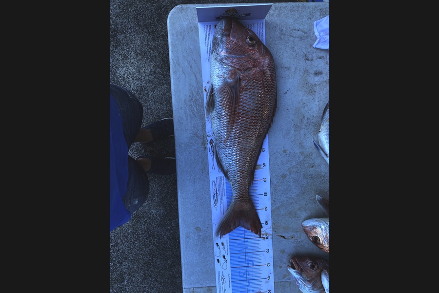 Marcus Banton caught this 65.5cm Snapper at Anchorright during The Export NZ Fishing Competition