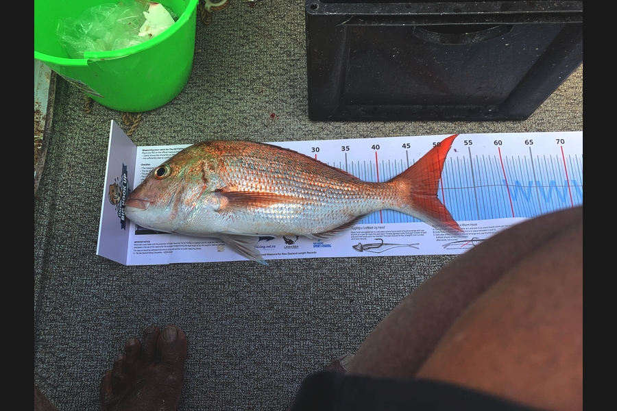 Sunil Prasad caught this 49.0cm Snapper at Firth of Thames  during The Export NZ Fishing Competition