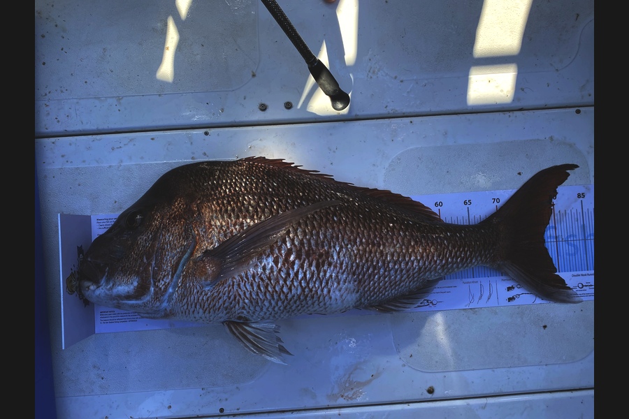 Nigel Walker caught this 78.0cm Snapper at Kauwau  during The Export NZ Fishing Competition