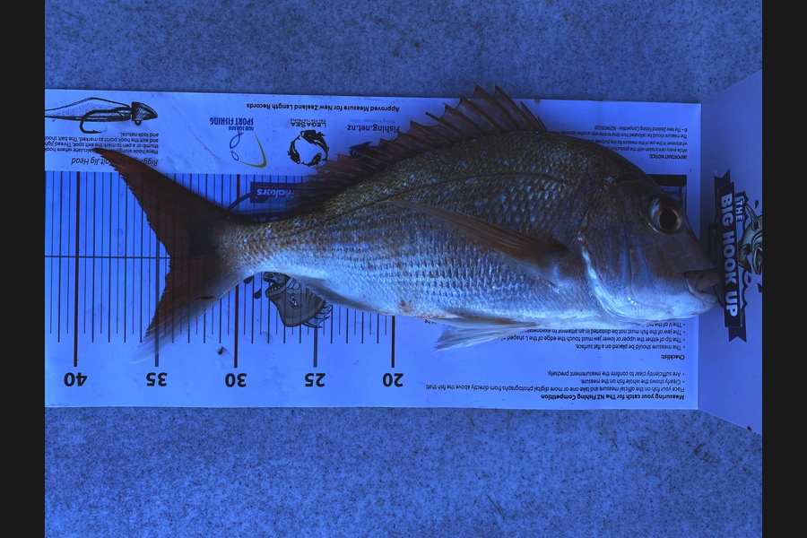 Brett Maca caught this 34.0cm Snapper at Western coro during The Export NZ Fishing Competition