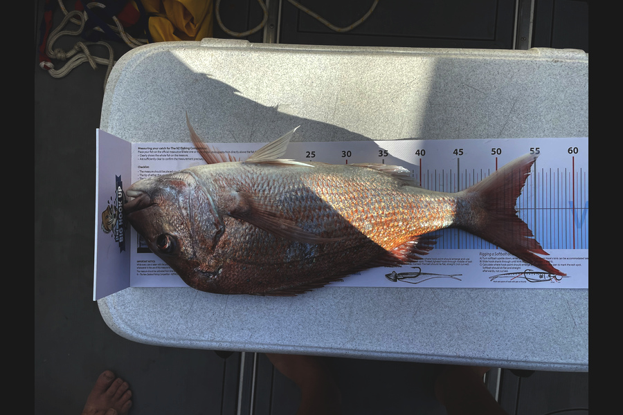 Glenn Berkett caught this 52.5cm Snapper at Coromandel  during The Export NZ Fishing Competition