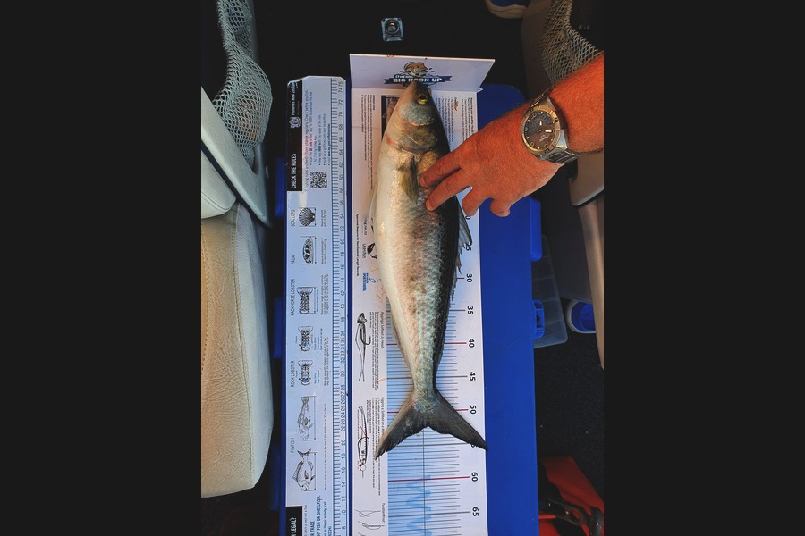 Paul Berry caught this 52.5cm Kahawai at Corro during The Export NZ Fishing Competition