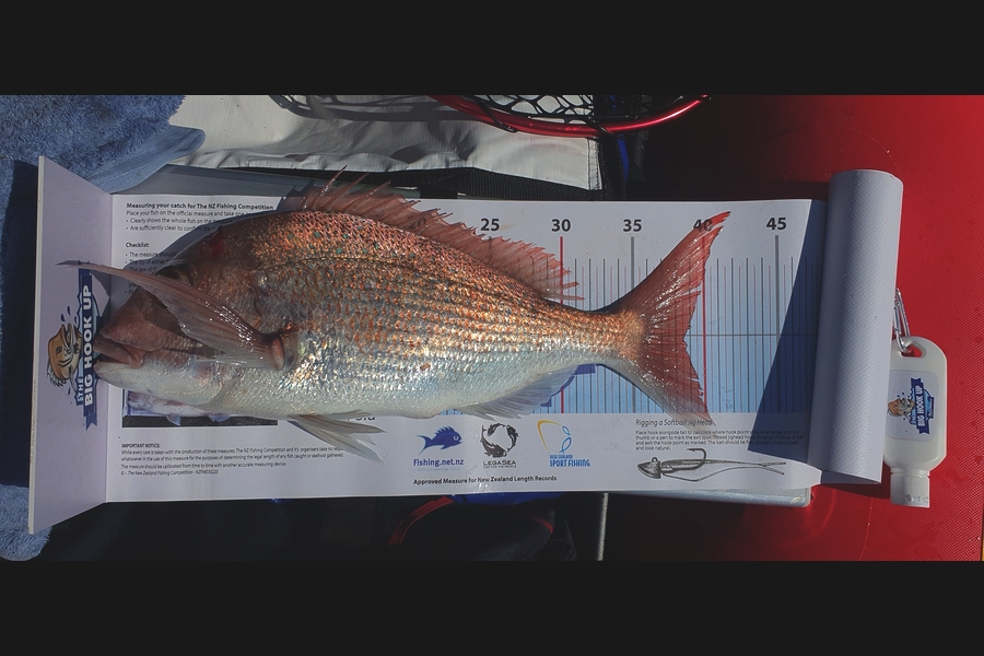 Mark Vipond caught this 38.5cm Snapper at Gulf harbor  during The Export NZ Fishing Competition