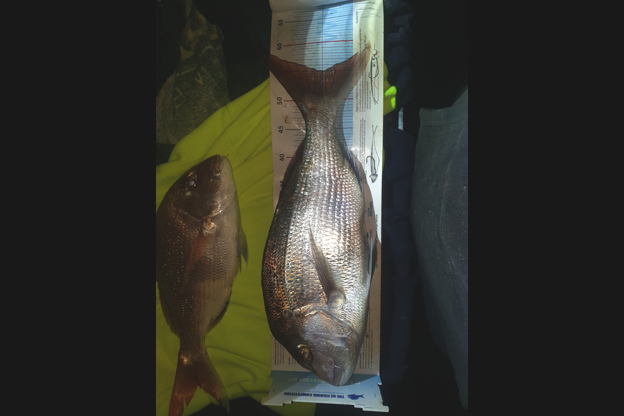 Pat Barrett caught this 55.0cm Snapper at Otaki Beach during The Export NZ Fishing Competition