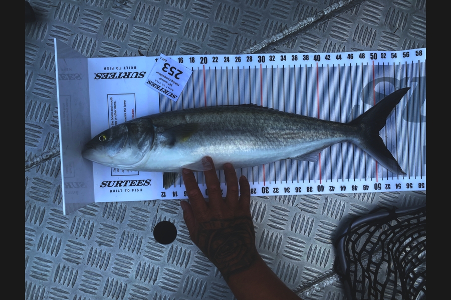 Will Hay caught this 50.5cm Kahawai at Coromandel during The Export NZ Fishing Competition