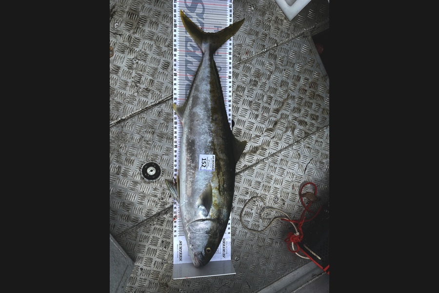 Frank Watkins caught this 98.0cm Kingfish at Coromandel during The Export NZ Fishing Competition
