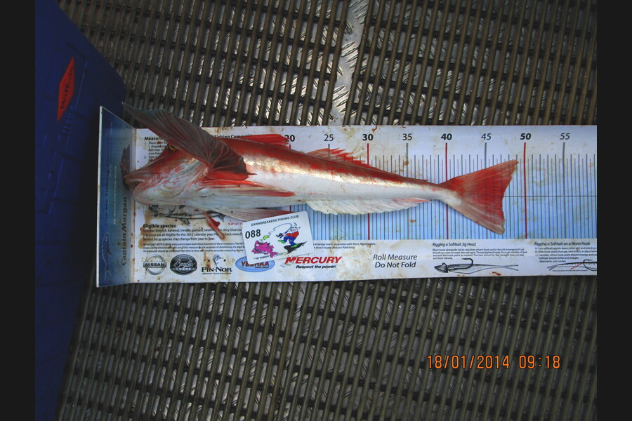 Brian Fensom caught this 47.0cm Gurnard at Marlborough Sounds during The Export NZ Fishing Competition