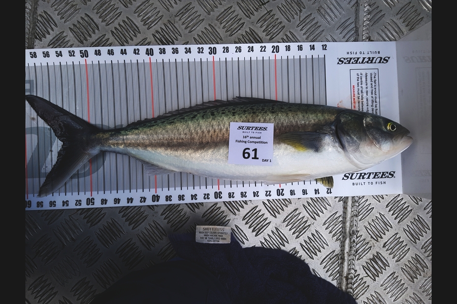 Andrew McEwan caught this 54.0cm Kahawai at Coromandel during The Export NZ Fishing Competition