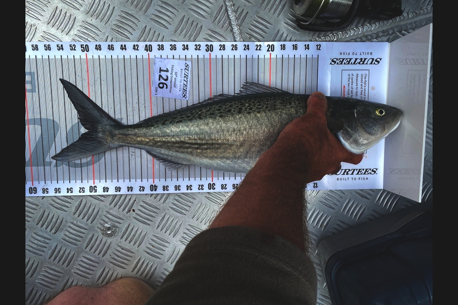 Cameron Eden caught this 50.5cm Kahawai at Coromandel during The Export NZ Fishing Competition
