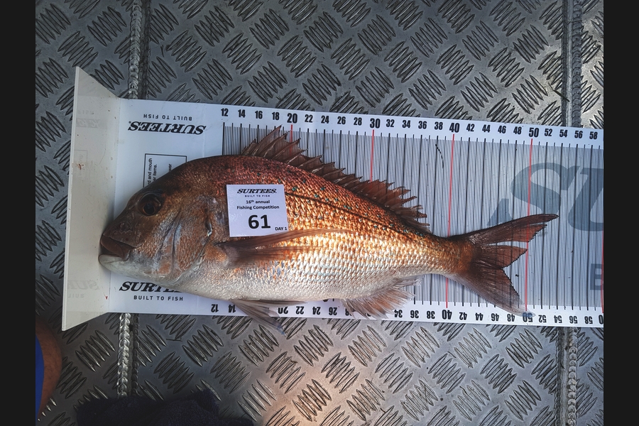 Andrew McEwan caught this 47.0cm Snapper at Coromandel during The Export NZ Fishing Competition