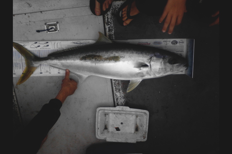 Gavin Henderson caught this 88.0cm Kingfish at kapiti during The Export NZ Fishing Competition