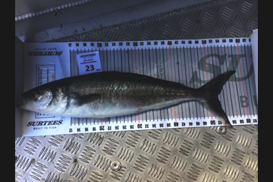 Julz Erdbeer caught this 52.0cm Kahawai at Coromandel during The Export NZ Fishing Competition