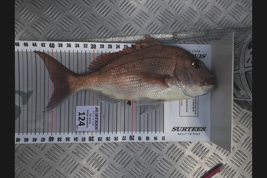 Bevan Eden caught this 39.5cm Snapper at Coromandel during The Export NZ Fishing Competition