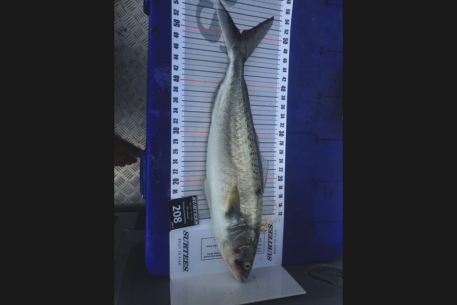 Gareth Evans caught this 50.0cm Kahawai at Matarangi during The Export NZ Fishing Competition