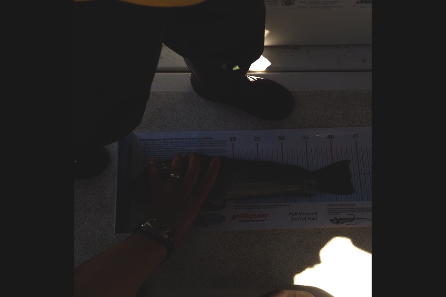 Guy Bonner caught this 43.0cm Blue Cod at Stewart Island during The Export NZ Fishing Competition