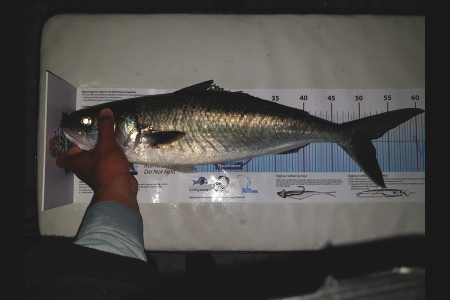 Johnni Tan caught this 53.5cm Kahawai at Great Barrier Island during The Export NZ Fishing Competition