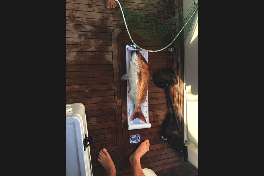 Tony Ward caught this 59.0cm Snapper at Barrier  during The Export NZ Fishing Competition