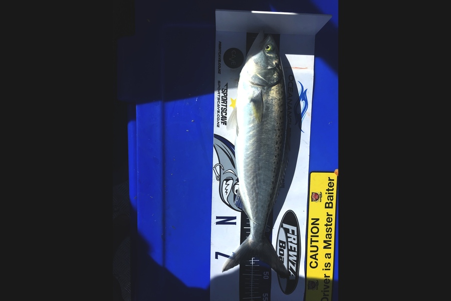 Ashton Russell caught this 45.0cm Kahawai at Coromandel during The Export NZ Fishing Competition