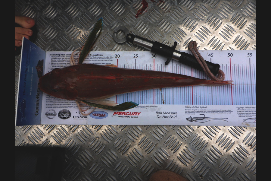 Richard Davies caught this 49cm Gurnard at welly west during The Export NZ Fishing Competition