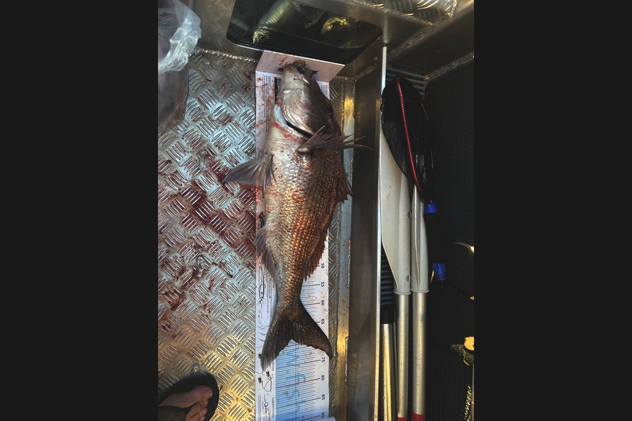 Matt Friedwald caught this 68.0cm Snapper at Little barrier during The Export NZ Fishing Competition