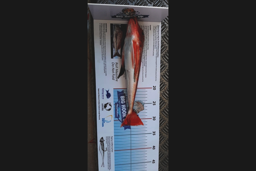 Jagdish Kanji caught this 32.0cm Gurnard at Kawau Island during The Export NZ Fishing Competition
