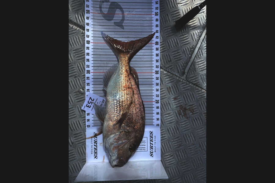Will Hay caught this 40.5cm Snapper at Coromandel during The Export NZ Fishing Competition