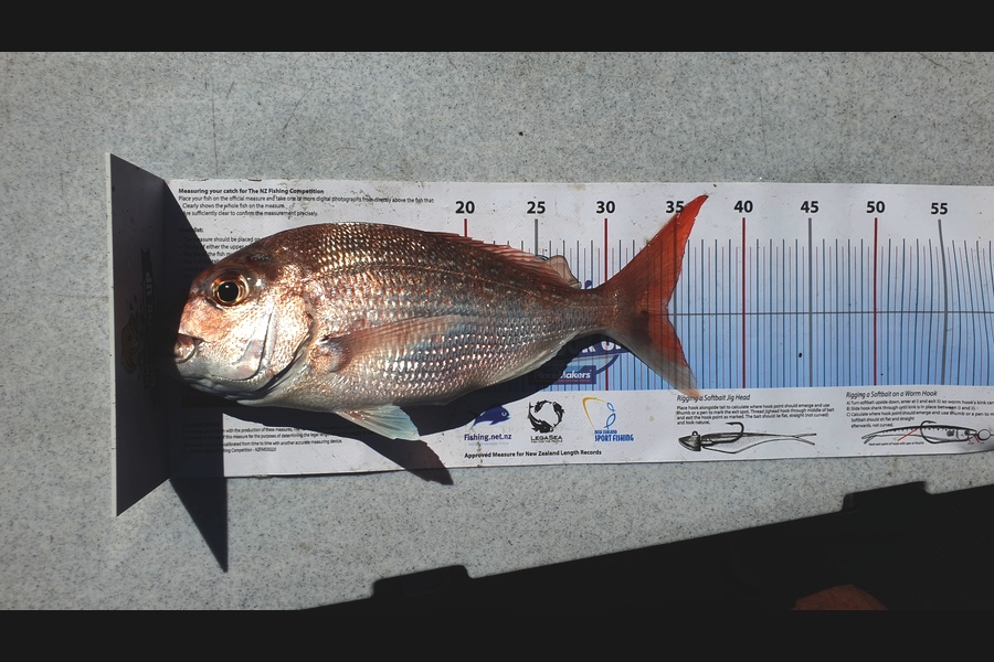 jarred wallace caught this 34.0cm Snapper at Firth  during The Export NZ Fishing Competition