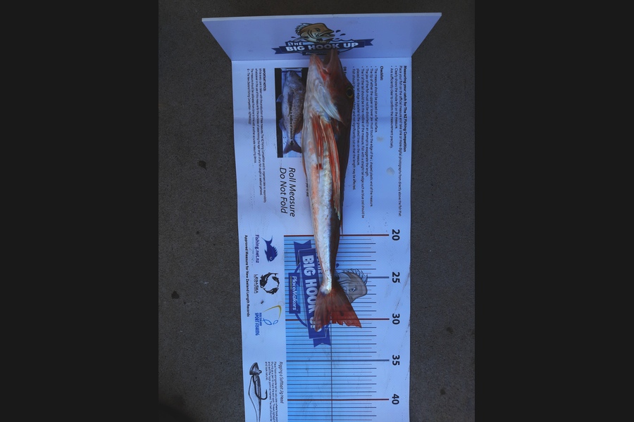 James Slater caught this 30.5cm Gurnard at Motutapu  during The Export NZ Fishing Competition