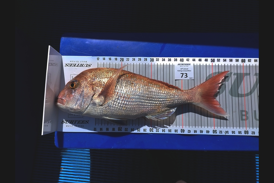 Ross Bartels caught this 50.0cm Snapper at Coromandel during The Export NZ Fishing Competition