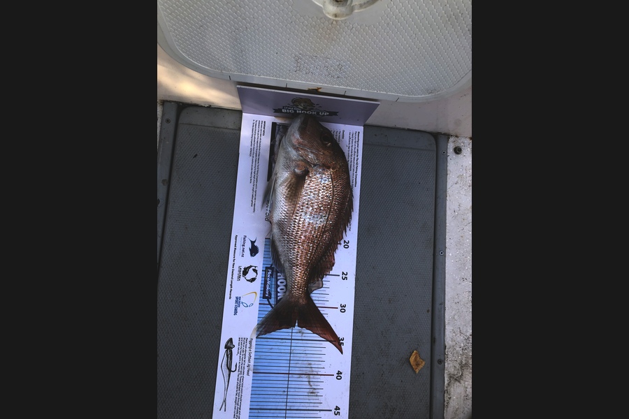 Bret Robinson caught this 33.0cm Snapper at Noisys  during The Export NZ Fishing Competition