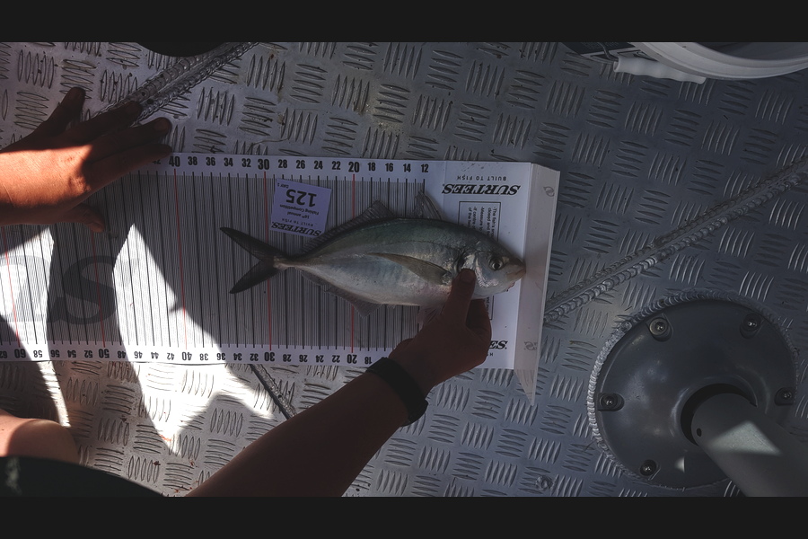 Michael Eden caught this 30.5cm Trevally at Coromandel during The Export NZ Fishing Competition