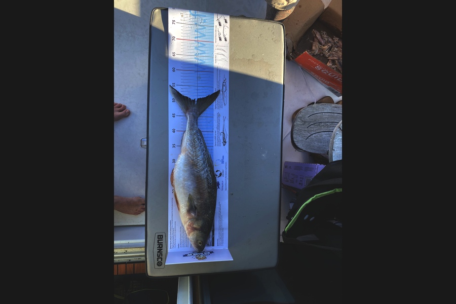 Matt Emerson caught this 51.0cm Kahawai at Coromandel  during The Export NZ Fishing Competition