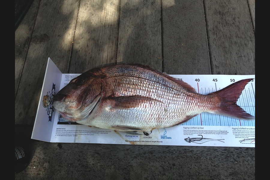 Mike Strong caught this 50.0cm Snapper at Kawau  during The Export NZ Fishing Competition