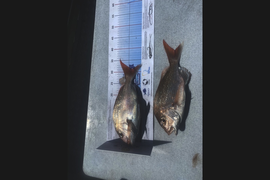 Keian Baker caught this 32.0cm Snapper at Rakino during The Export NZ Fishing Competition