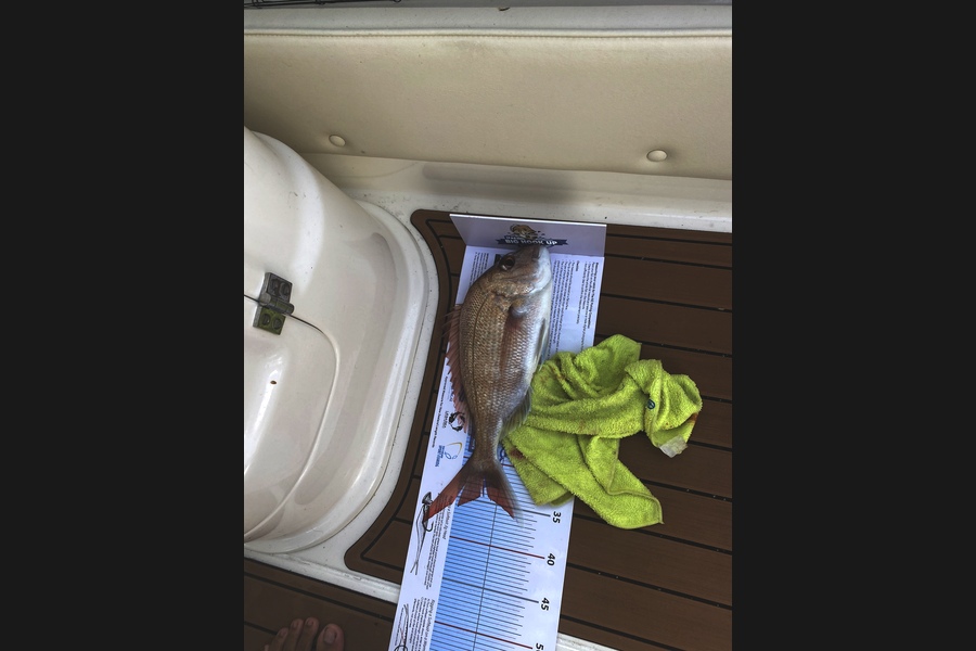 Keian Baker caught this 34.0cm Snapper at Rakino during The Export NZ Fishing Competition